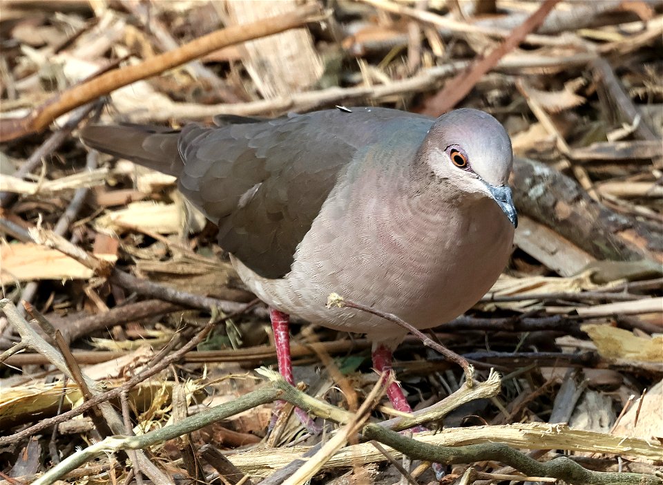 438 - WHITE-TIPPED DOVE (01-26-2023) bentsen rio grande sp, hidalgo co, tx -01