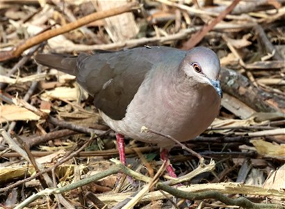 438 - WHITE-TIPPED DOVE (01-26-2023) bentsen rio grande sp, hidalgo co, tx -01