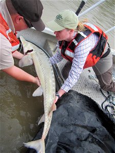 Pallid Sturgeon Monitoring in the Missouri River photo