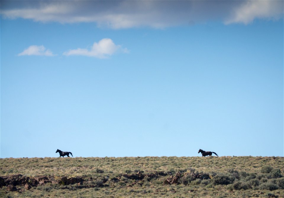 Wild Horses at Fox Hog HMA