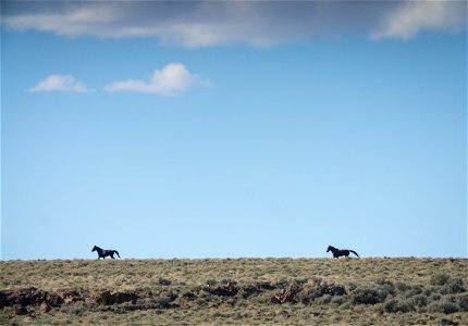 Wild Horses at Fox Hog HMA photo