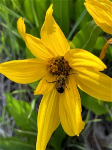 2022 Pollinator Week photo