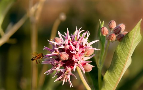bee milkweed