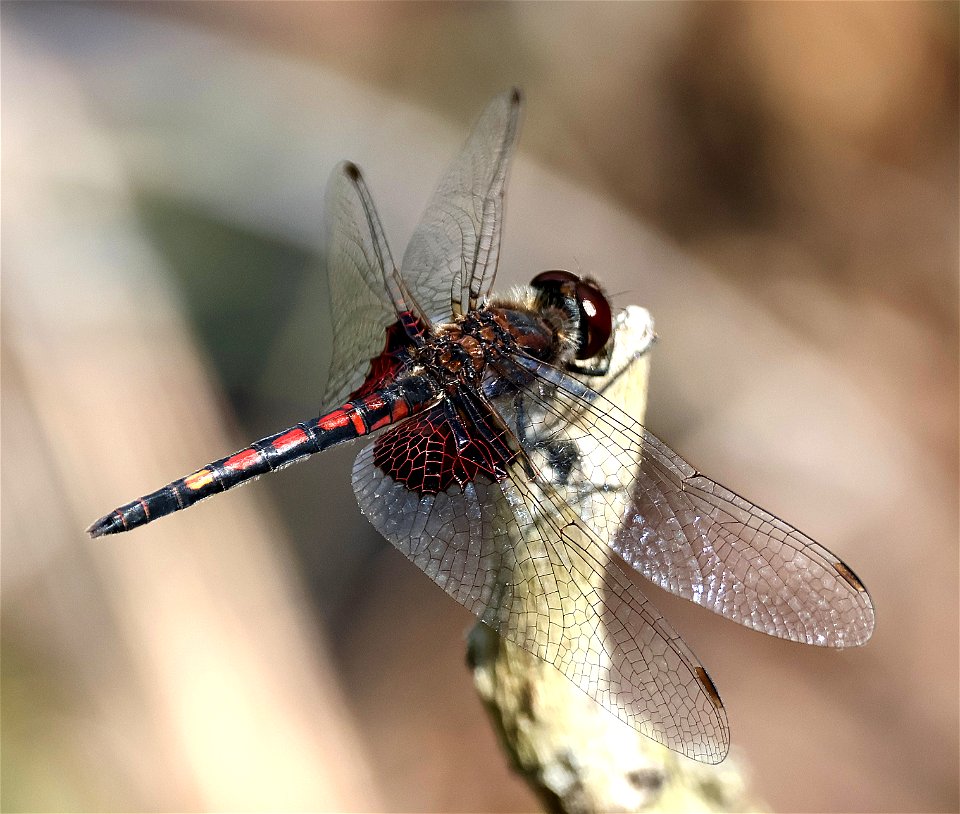 PENNANT, ORNATE (Celithemis ornata) (05-13-2023) carver's creek state park, cumberland co, nc -01 male (1)