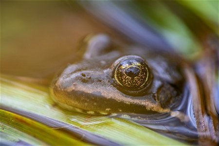 Columbia Spotted Frog - Rana luteiventris
