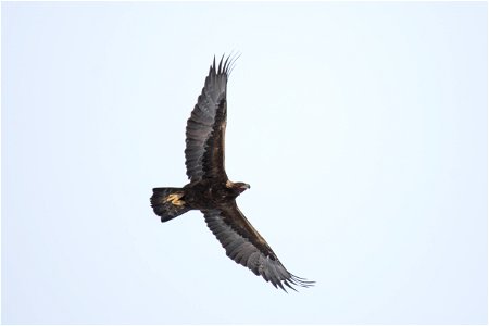 Golden Eagle in Flight on the National Elk Refuge photo