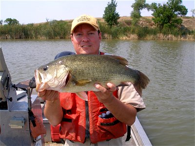 Largemouth bass photo