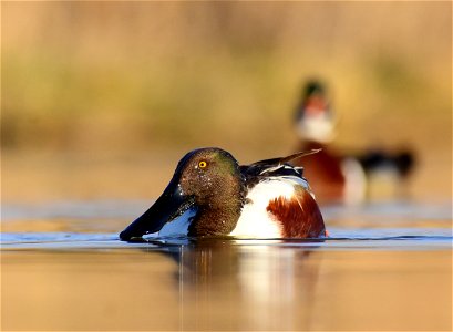 Northern shoveler at Seedskadee National Wildlife Refuge photo