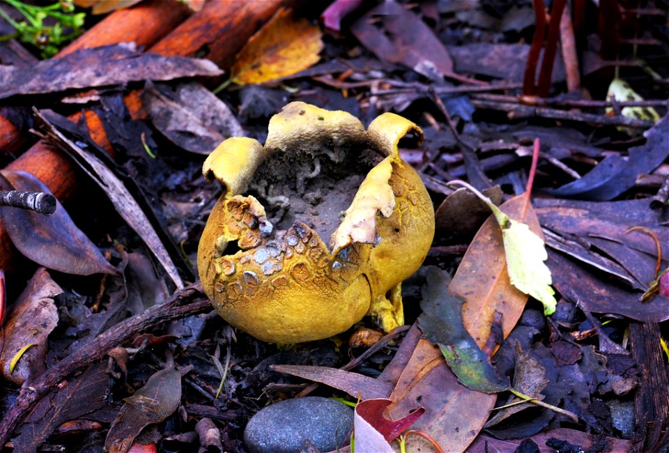 Ruptured Puffball.