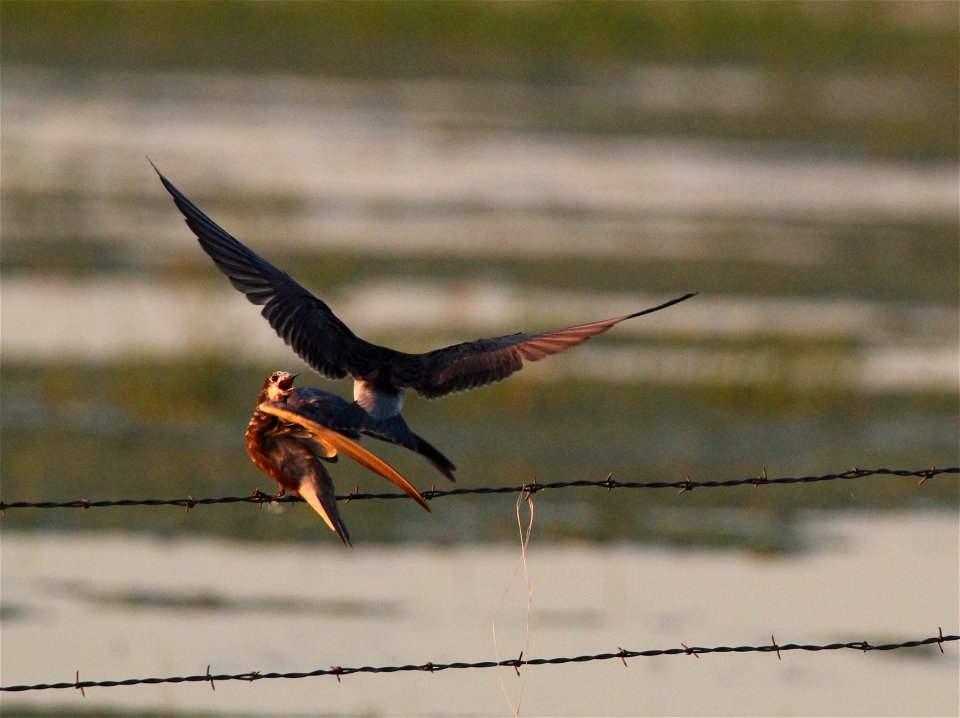 Black Tern Fall Plumage Huron Wetland Management District