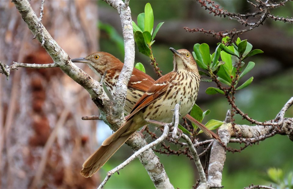Brown Thrasher