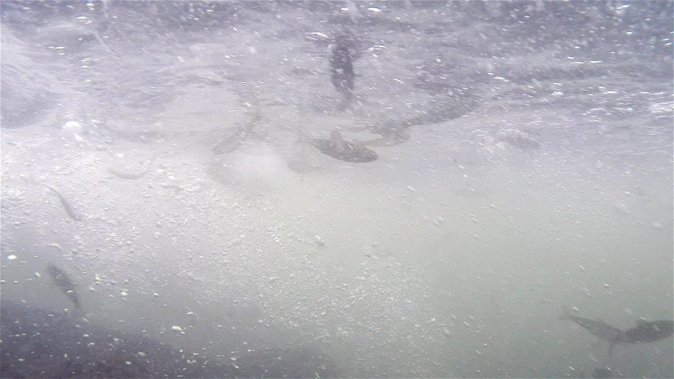 Winter-run juvenile release into Battle Creek