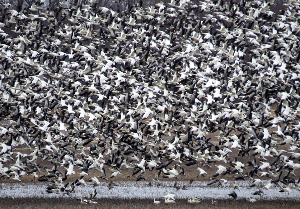 Snow Geese Migrating