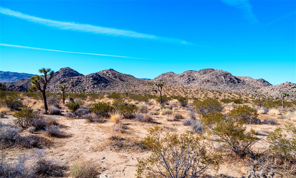 Joshua Tree National Park