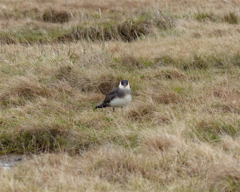 Parasitic jaeger