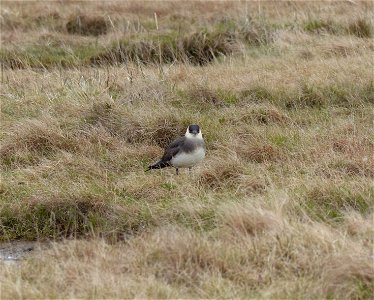 Parasitic jaeger photo