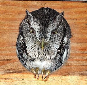453b - MCCALL'S SCREECH-OWL (01-02-2023) mccallii suspecies, national buttrtfly center, palmview, hidalgo co, tx -01