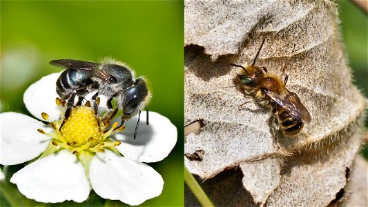 Osmia cf. caerulescens (Stahlblaue Mauerbiene) - Weibchen (links) und Männchen (rechts)