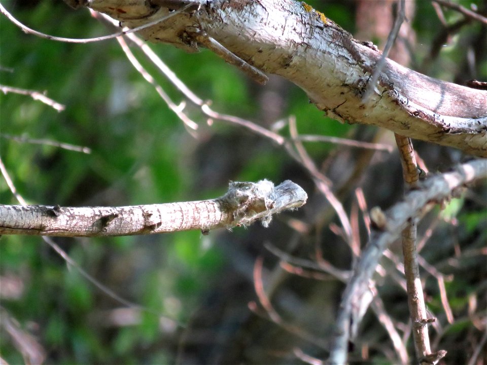 Hummingbird Nest