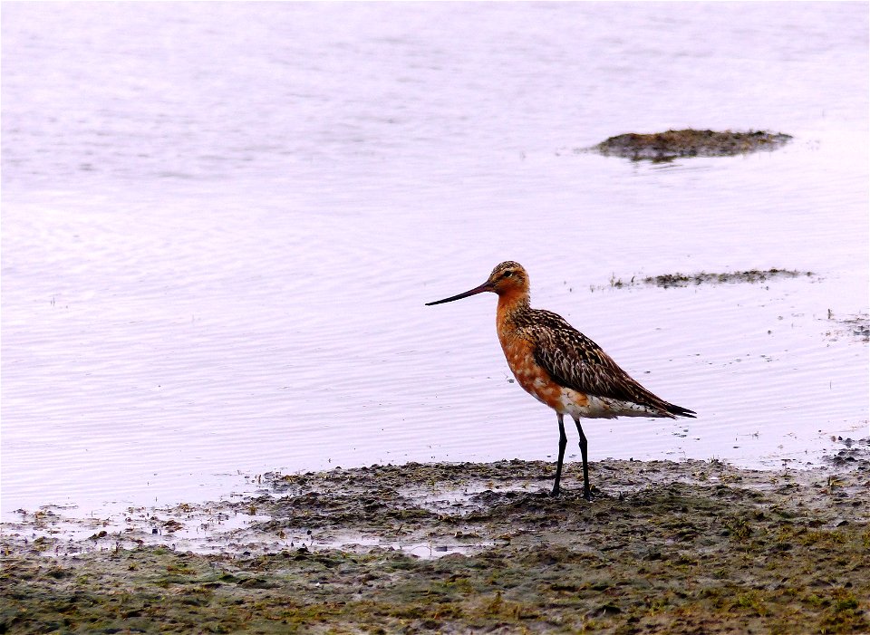 Bar-tailed Godwit photo