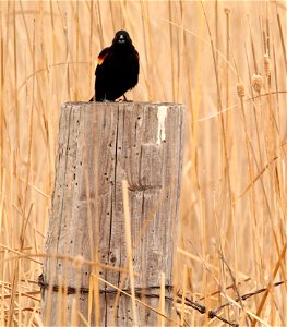 Male Red-Winged Blackbird Huron Wetland Management District South Dakota