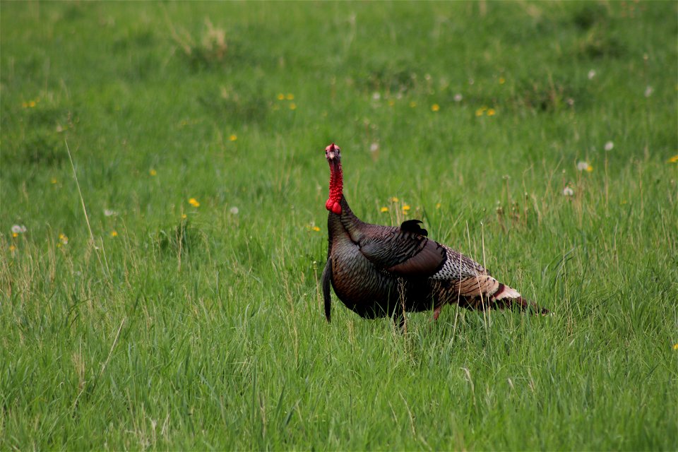 Wild Turkeys Lake Andes Wetland Management District South Dakota