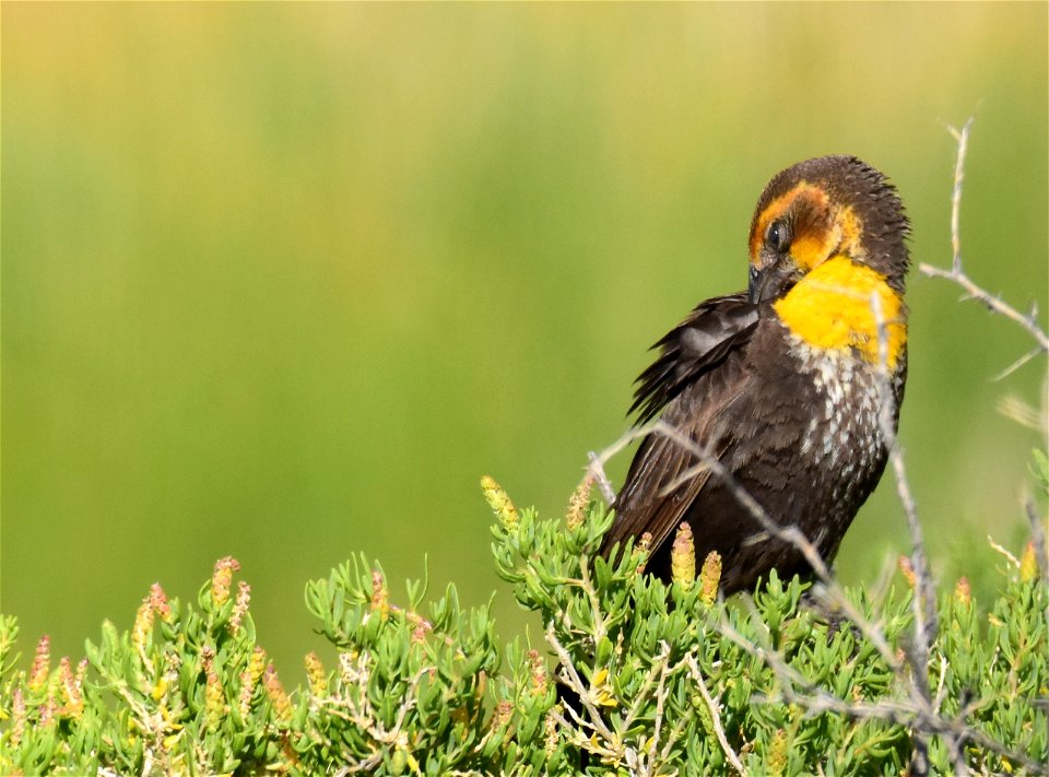 Yellow headed blackbird at Seedskadee National Wildlife Refuge