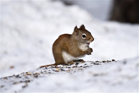 Red squirrel in the snow photo