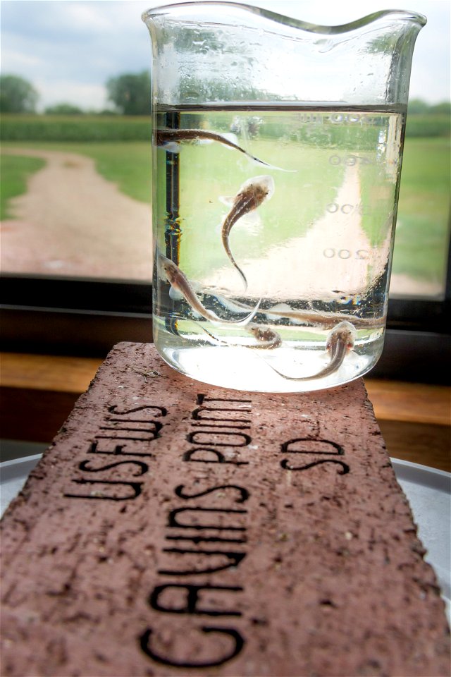 Pallid sturgeon fingerlings