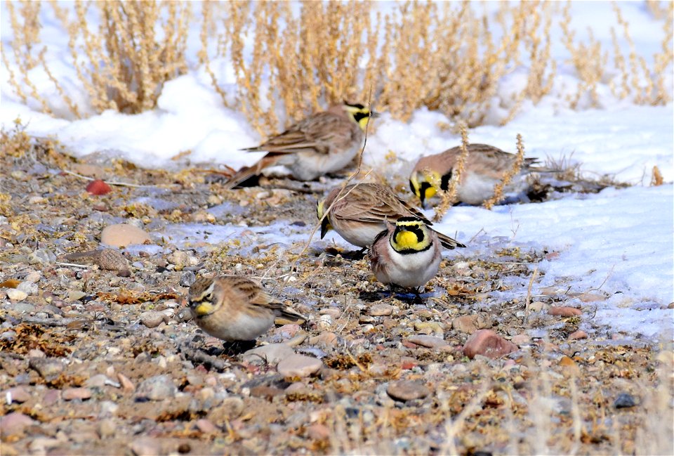 Horned Lark at Seedskadee National Wildlife Refuge