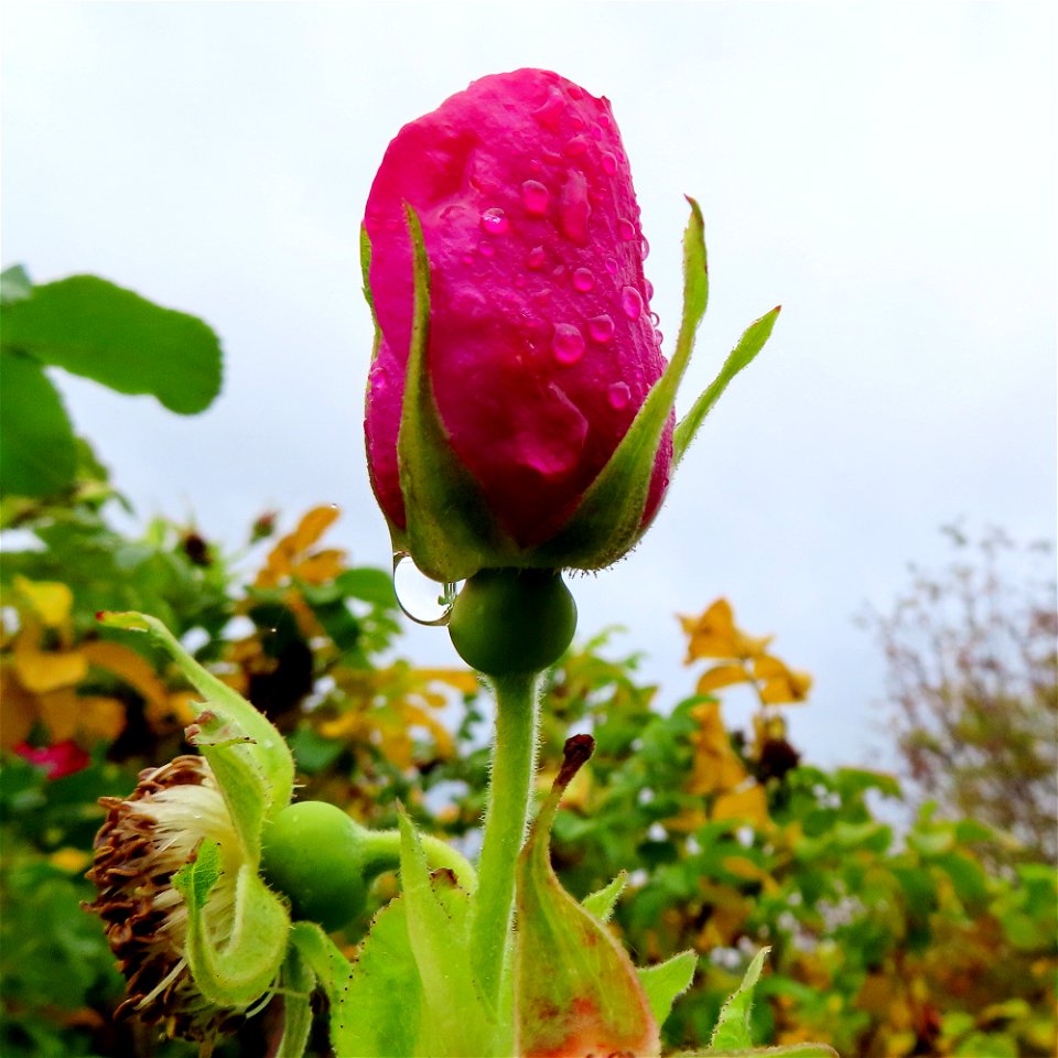 Raindrops_03
