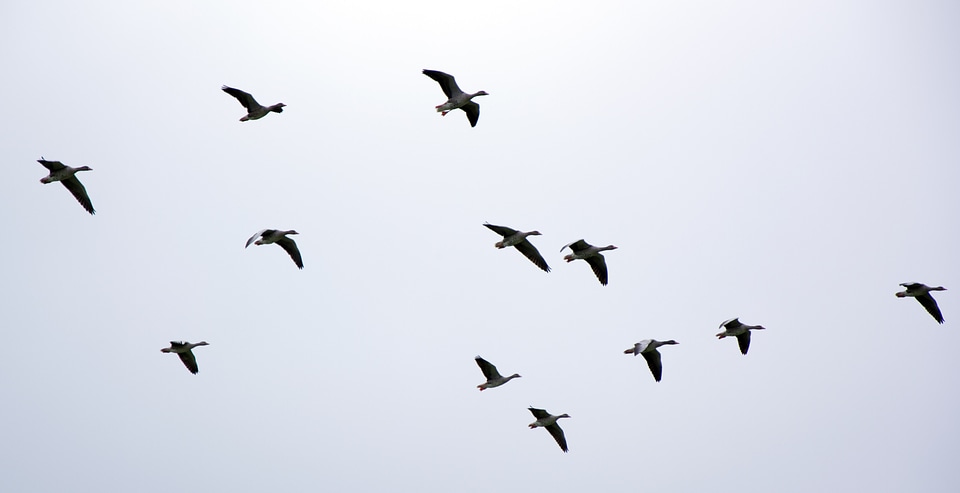 Flock of birds swarm flying photo