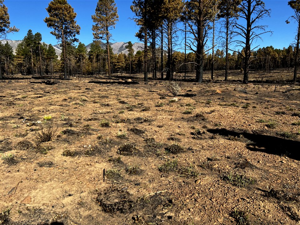 TunnelFireBAER_20220501_lowburnseveritywestoftimberlineestates(1)_RobBallard