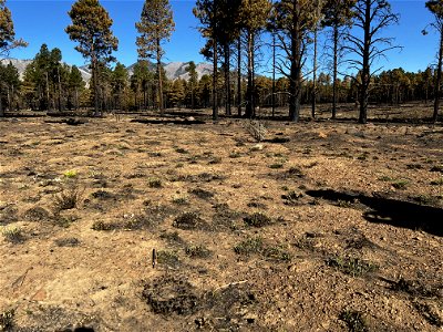 TunnelFireBAER_20220501_lowburnseveritywestoftimberlineestates(1)_RobBallard