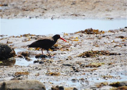 Black Oystercatcher photo