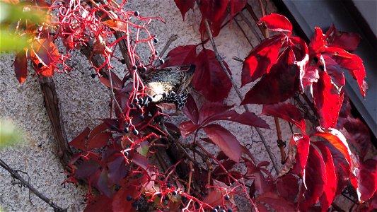 Der Jungstar macht sich über die Beeren der Jungfernrebe her