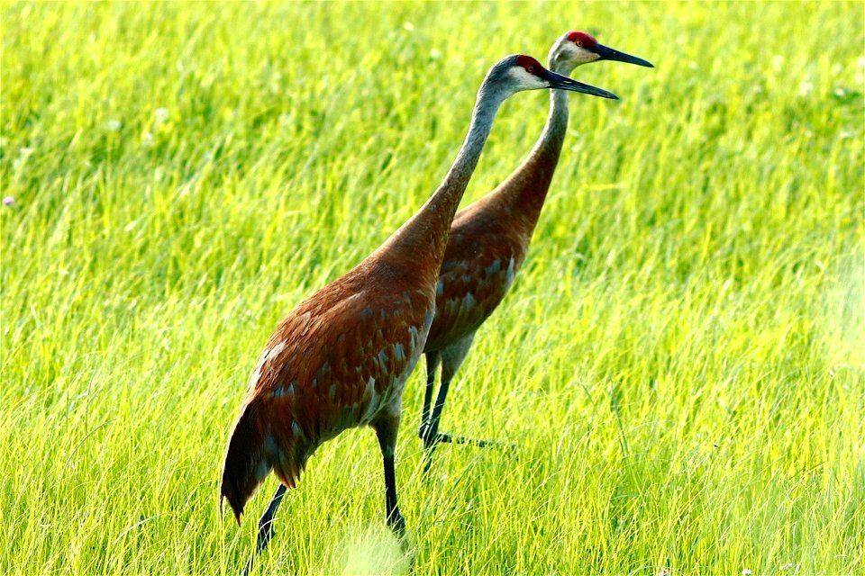 Sandhill Cranes at Trempealeau National Wildlife Refuge
