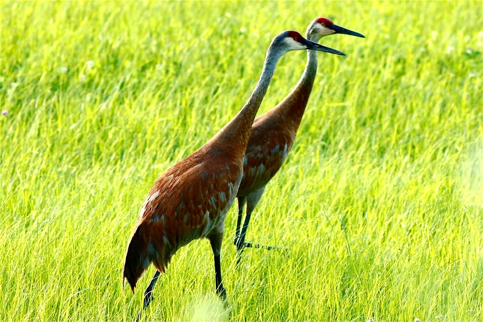 Sandhill Cranes at Trempealeau National Wildlife Refuge photo