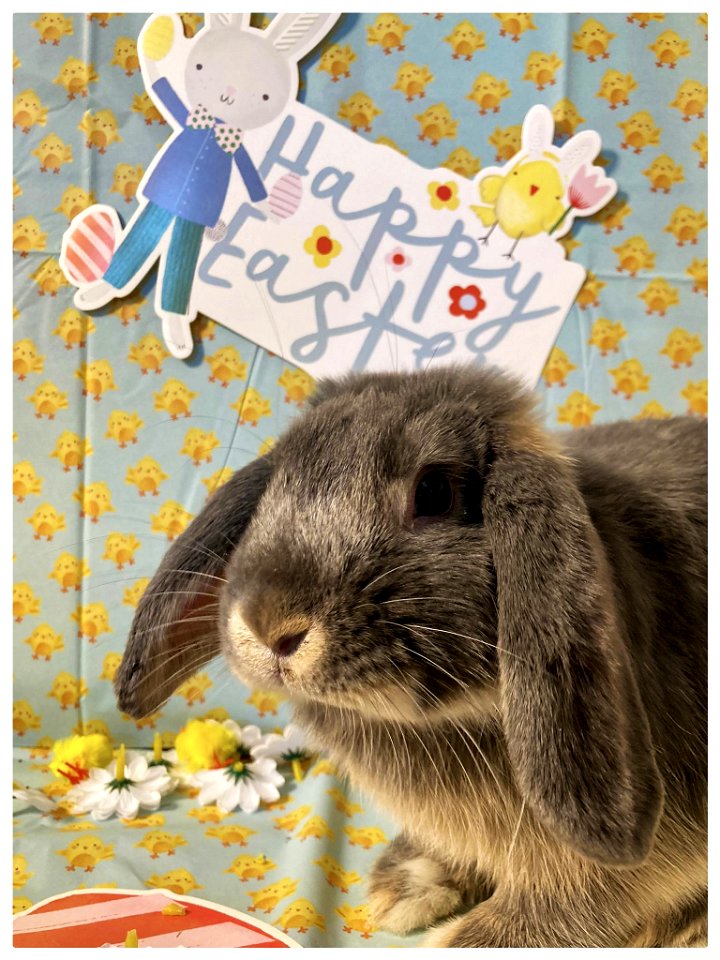 Happy Easter