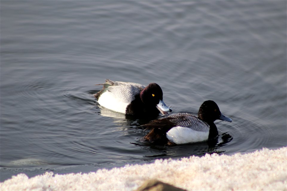 Lesser Scaup Lake Andes National Wildlife Refuge South Dakota