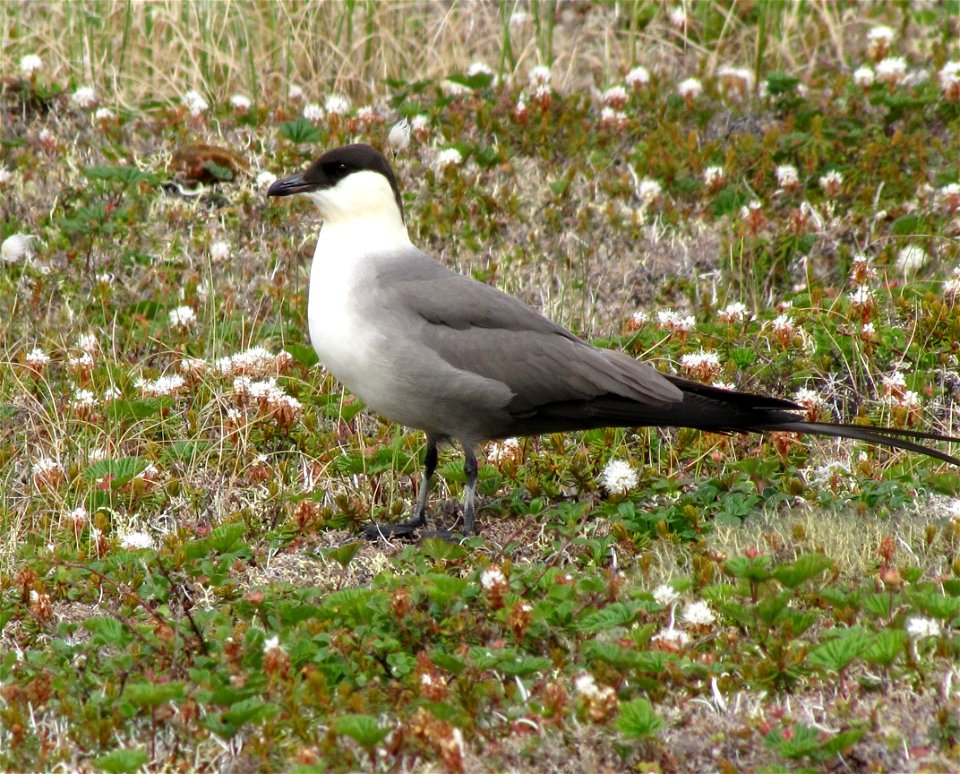 Long-tailed Jaeger