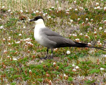 Long-tailed Jaeger