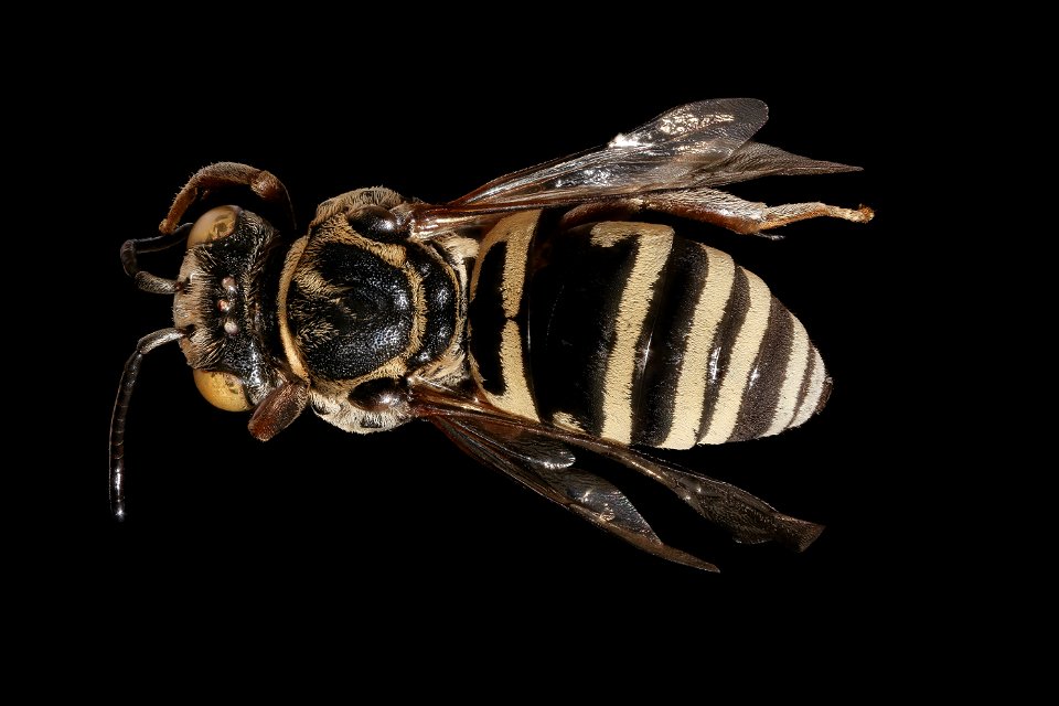 Triepeolus subnitens, m, back, Yolo, CA_2019-03-22-04.50.30 ZS PMax UDR