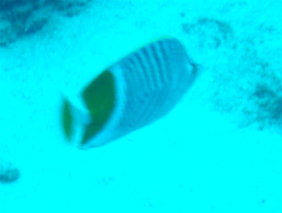 Chaetodon madagaskariensis 2