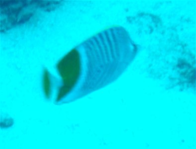Chaetodon madagaskariensis 2