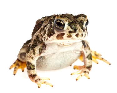 Great Plains toad