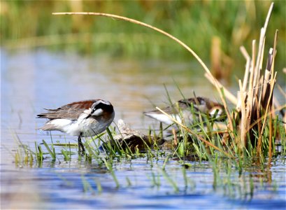 Wilson's phalarope at Seedskadee National Wildlife Refuge