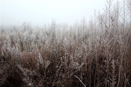 Frosty, foggy morning photo