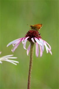 Dakota Skipper Butterfly on Purple Coneflower photo