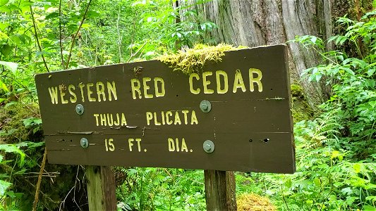 Thuja plicata sign Western Red Cedar Lookout Tree Trail Mt. Baker-Snoqualmie National Forest June 2020 Matthew Riggen photo